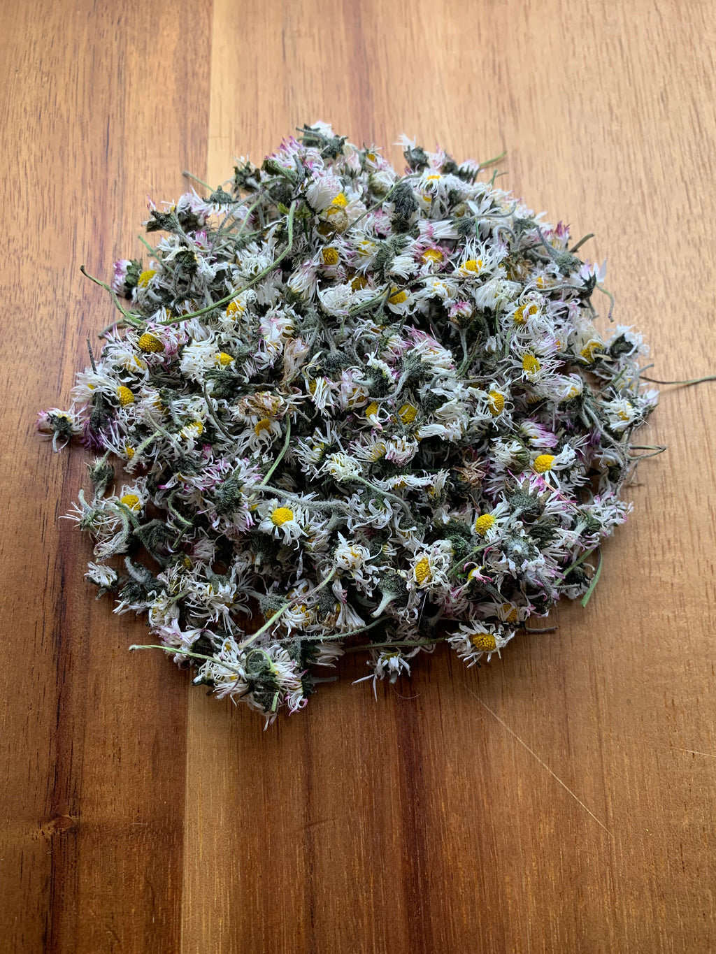 Gänseblümchen Tee (Belis Perensis)